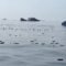 Selat Hormuz Memanas! Kapal Kargo Singapura Tenggelam Usai Terkena Proyektil